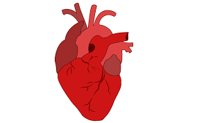 ludzkie serce 